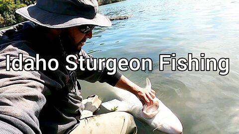 Idaho Sturgeon Fishing! Jumping Sturgeon and two different bait-holding techniques explained.