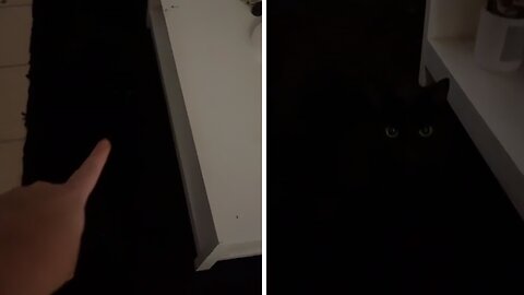 Black Cat Successfully Disappears Into Black Carpet