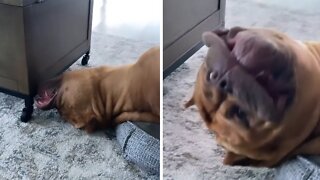 Huge pit bull sleeps in hilariously awkward position