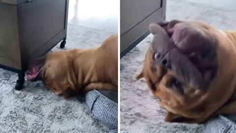 Huge pit bull sleeps in hilariously awkward position