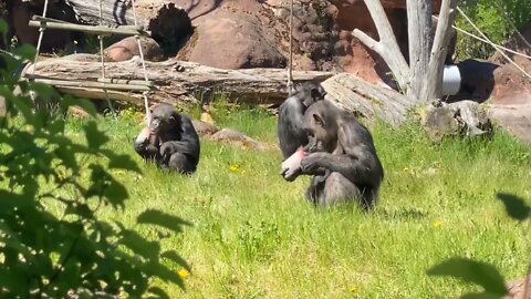 Chimpanzee short video,#shorts,#chimpanzee,#chimpanzeelovers,#animal,#animallover,#chimpanzeedna