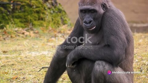 Gorilla Encounters Close Up with the Gentle Giants of the Jungle