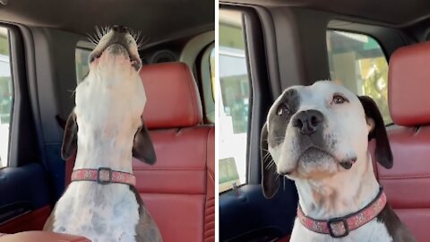 Pup howls every time she hears a firetruck siren