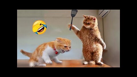 Funniest Animals 2023 😂 Funny Cats and Dogs Videos 😺🐶