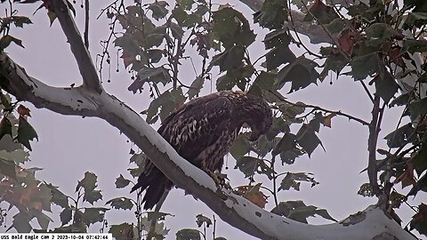 USS Bald Eagle Cam 2 10-4-23 Close up of Juvenile Bald eagle and fly in to nest