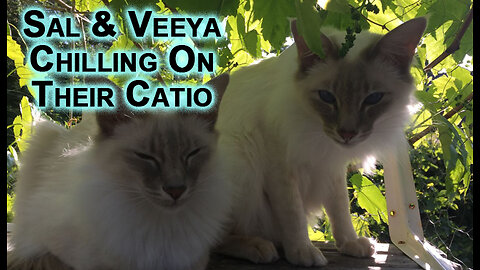 Our Kitty Cats, Sal and Veeya, Chilling On Their Catio In Our Garden Patio [Animal ASMR, Sleepy]