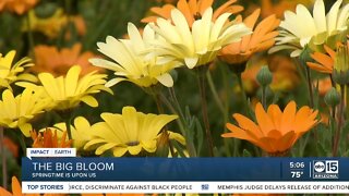 After abundant winter rain and snow, AZ could see a 'superbloom'