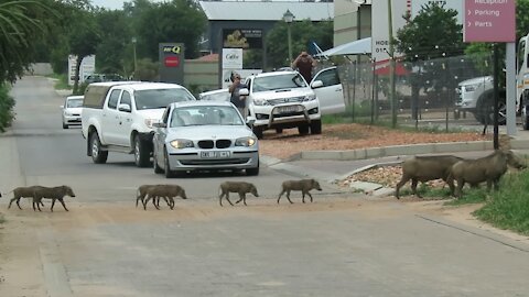 Warthog parents stop traffic while leading their babies across the road