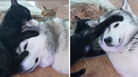 Cats Absolutely Love Their Husky Sister