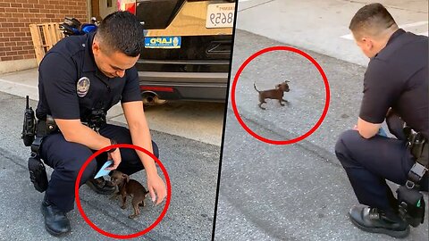 A tiny puppy ran up to the cops asking for help! What they did surprised everyone!