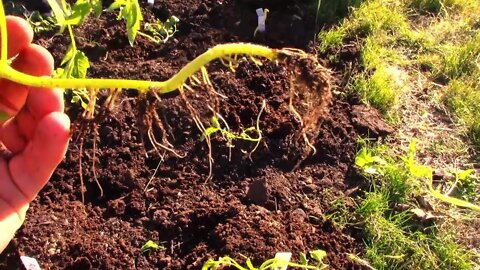 Tomato Roots