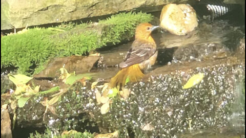 Baby purple finch takes a bath