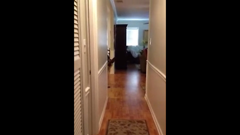 German Shepherd Afraid Of Wooden Floor Has The Perfect Solution