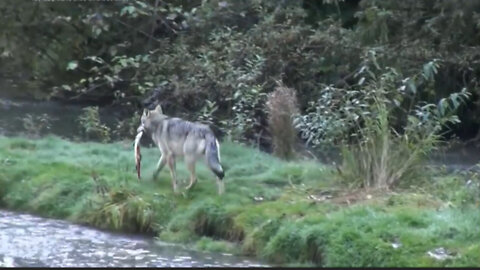 Wolves fishing in the river