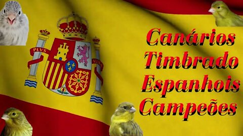 Canários Campeões em canto Timbrado Espanhol - Genética pura