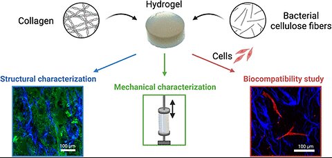3D Hydrogel = Nano-Cellulose Fibers