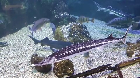 O Peixe agulha pesca, preparo e curiosidades.