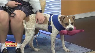 Pet Patrol | Morning Blend