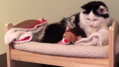#adoreable, Cat Puts Herself to Sleep in Tiny Human Bed.