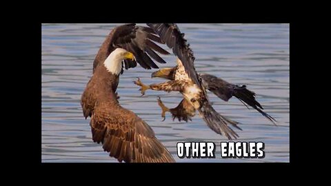 Eagle Attacks! What Won t Eagles Attack?