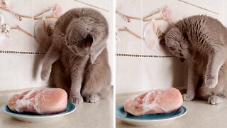 Confused Cat Has Mind Blown By Frozen Meat