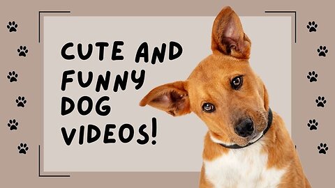 Pure Puppy Bliss: A Burst of Happiness in a Short Video!