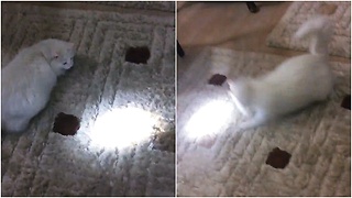 Crazy cat chasing flashlight beam