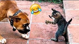 Best Funny Animal Videos 2023 #1