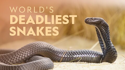 Deadly Snakes - Australia, हिन्दी डॉक्यूमेंट्री Wildlife documentary in Hindi
