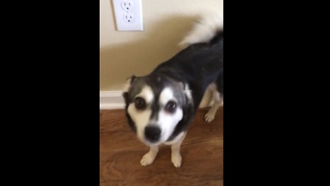 Dog Plays 'Finish The Lyrics' With Owner