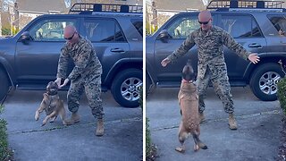 Dog Has Heartwarming Reaction To Owner's Homecoming