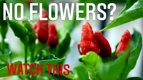 HOW TO GET PEPPER PLANTS TO FLOWER? HOW TO GET HIGHER PEPPER YIELDS IN CANADA | Gardening In Canada