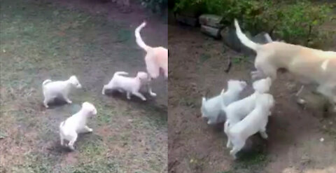 These Puppies's Mummy Is So Rude, She isn't Gonna Feed Them