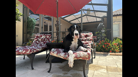 Laid Back Florida Great Dane Loves To Chill On The Patio Lounger