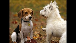 the best top 5 dogs breeds