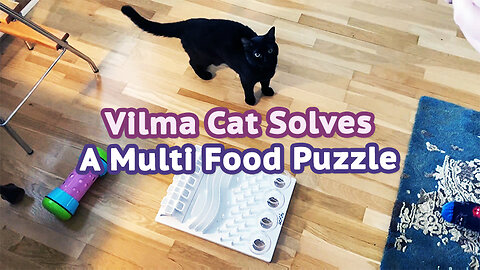 Vilma Cat Solves A Multi Food Puzzle