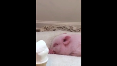 Mini Pig Eats Ice Cream For The First Time