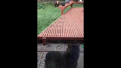 CAT CHALLENGES BROWN BEAR🐻🌲🐈 🏡WHILE TRYING TO ENTER OWNER’S HOME🐻🏡🌲💫