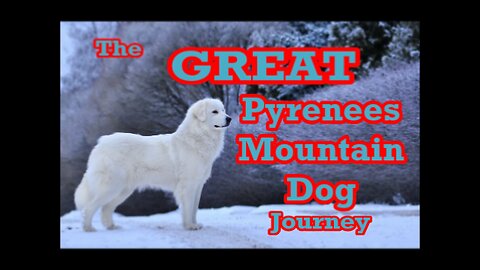 The Great Pyrenees Journey #3: The Doghouse