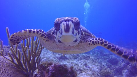 Young hawksbill sea turtle follows scuba diver over the coral reef
