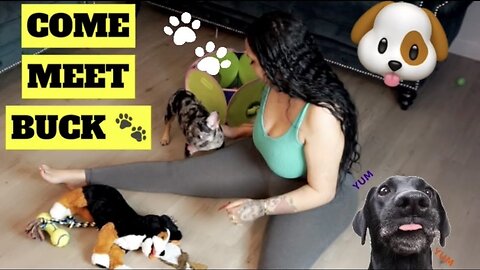 clean with me curvy girl enjoy with FRENCHIE PUPPY