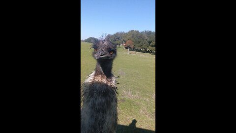 cute Emu wants a treat