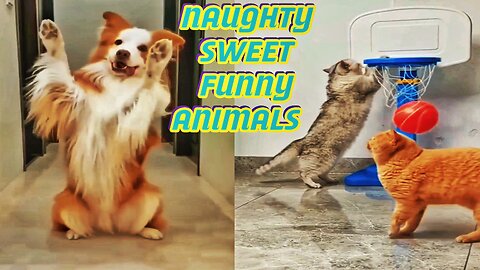 Funniest Cats And Dogs🐱🤣 NEW FUNNY ANIMALS VIDEOS 2023 🐱🐶