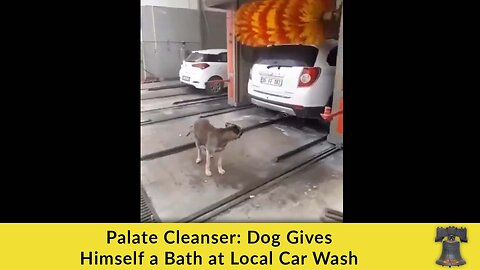Palate Cleanser: Dog Gives Himself a Bath at Local Car Wash