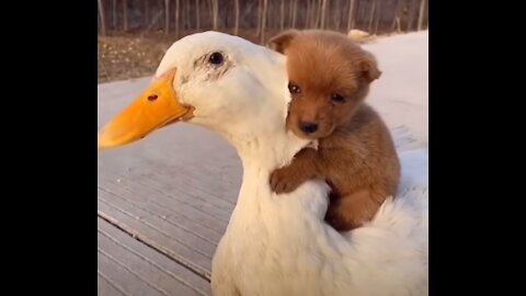 Adorable Puppy Loves Its Duck Buddy