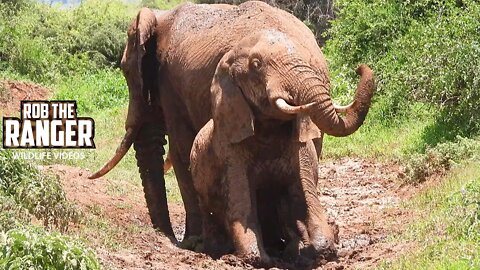 Amboseli Elephants In The Mud | Zebra Plains Safari