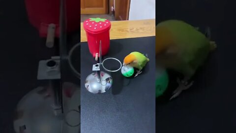 Smart Parrots playing basket ball !!! And clean the room!!!