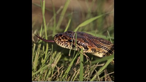 Diadem Royal Snake #Snake #shortsfeed #reels #wildshorts #wildlifepakistan