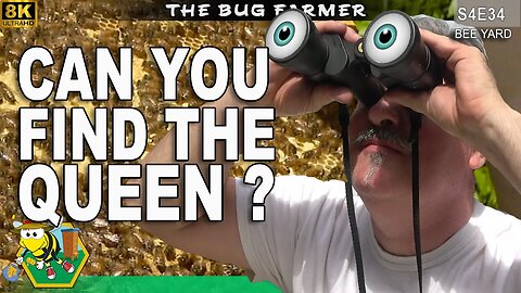 Hunting Queen Bees | Full Bee Barn Inspection | Spawn of Sage #bees #beekeeping #insects #8K #VLOG