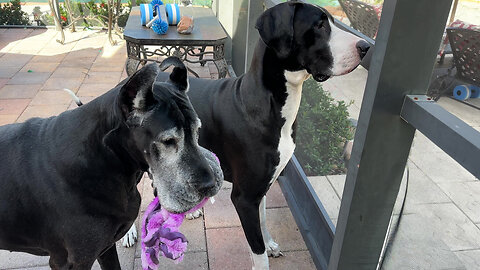 Great Danes toss toys before heading out on squirrel patrol